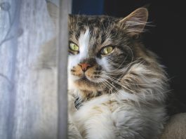 Pourquoi un chat ne mange plus ?