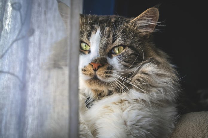 Pourquoi un chat ne mange plus ?