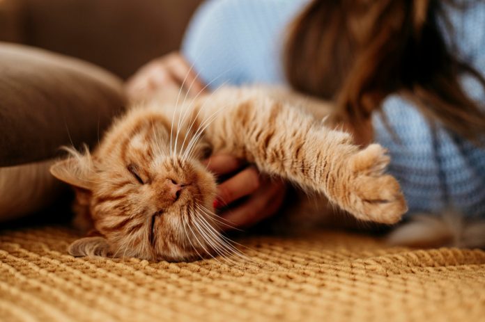 Pourquoi mon chat frotte sa tête contre la mienne ?