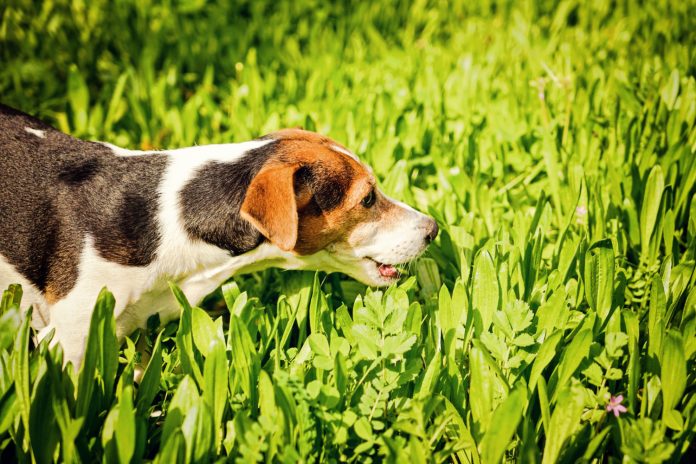 Pourquoi mon chien mange de l'herbe ?